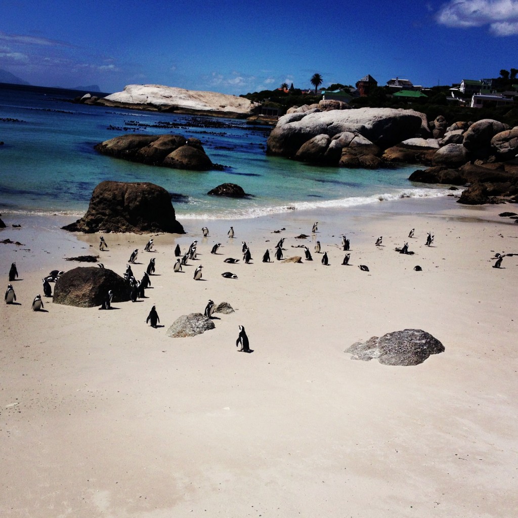 Penguin beach