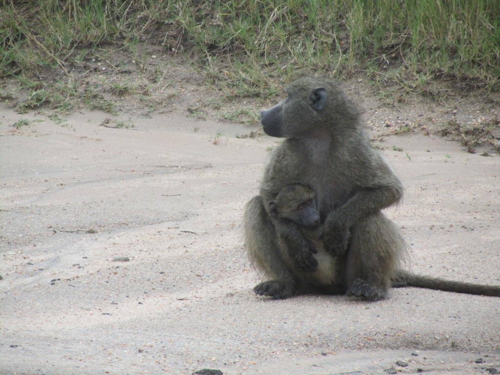 Baboon mother and baby