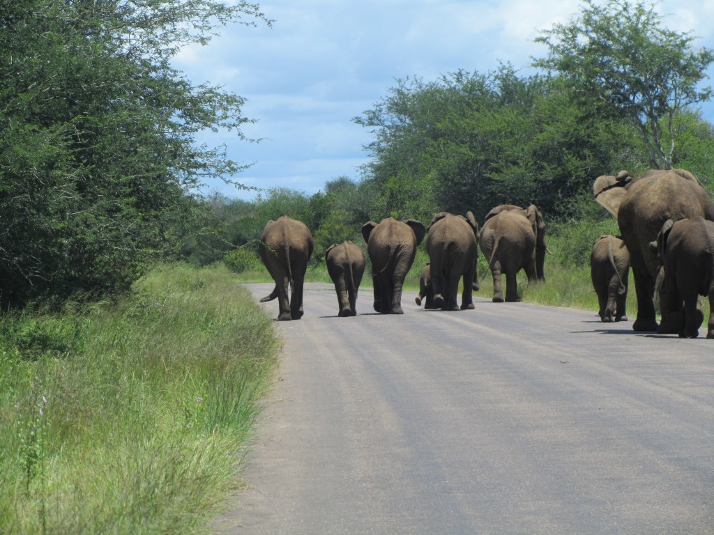 Elephants in a row