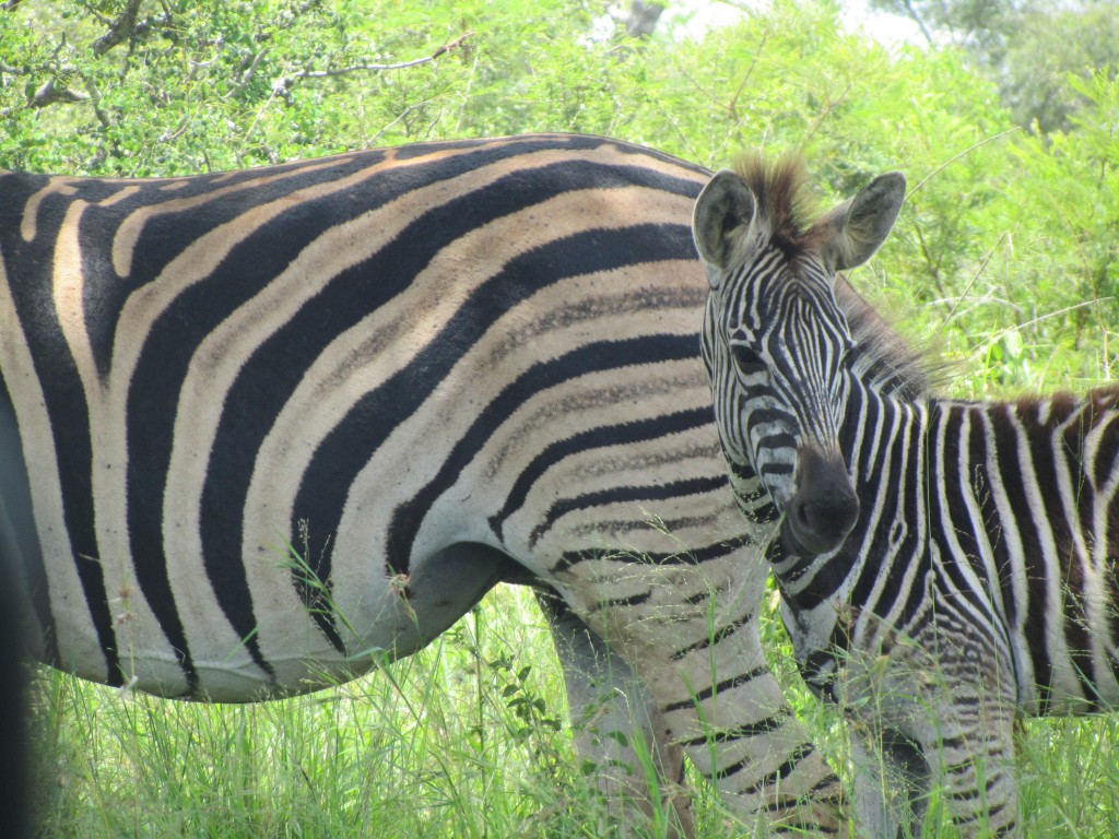 Baby zebra and mother