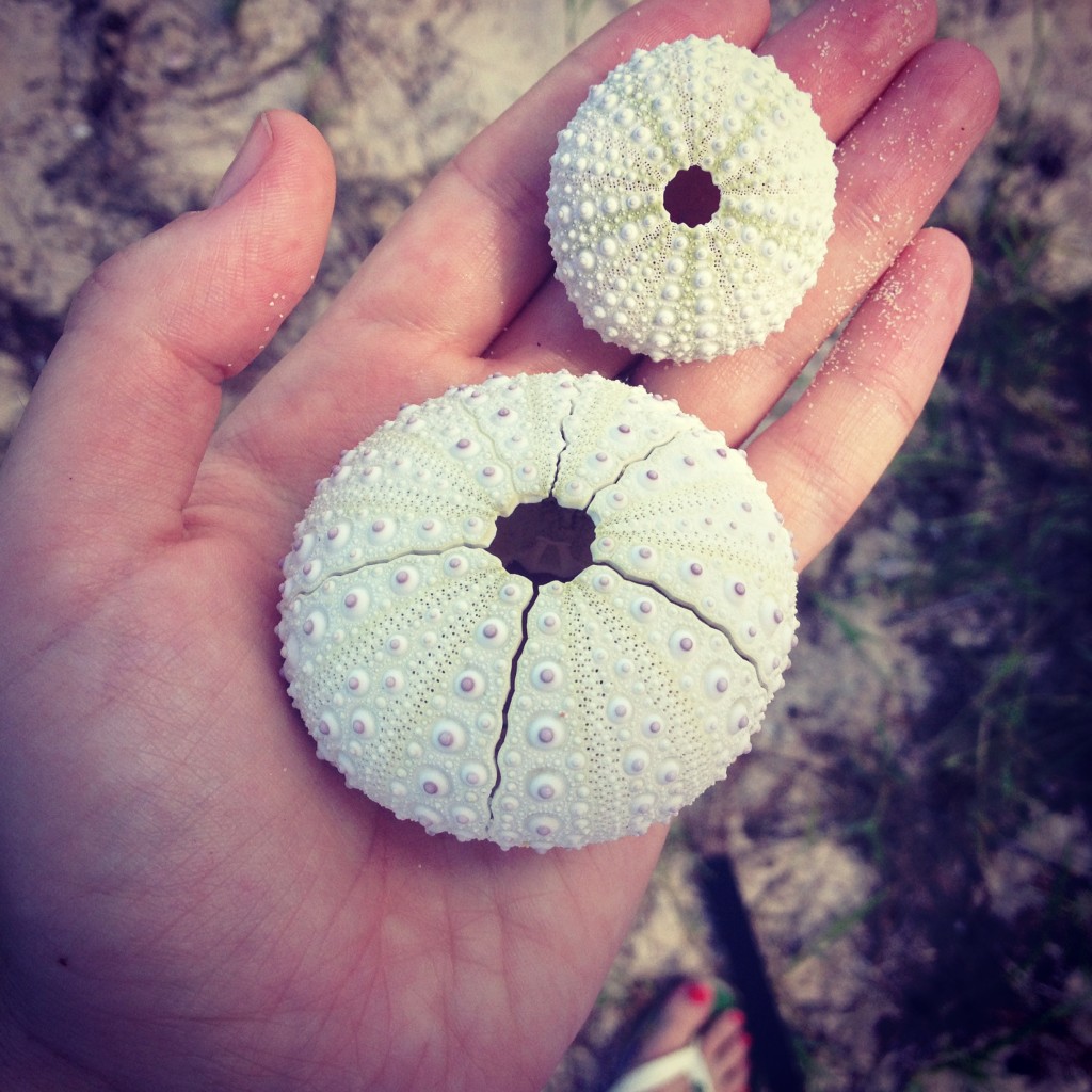 Urchin skeletons