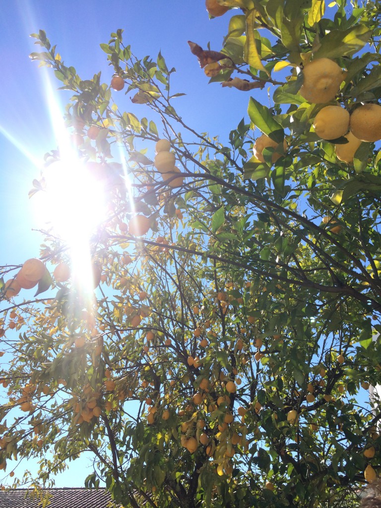 Lemon tree at Quinta da Fata